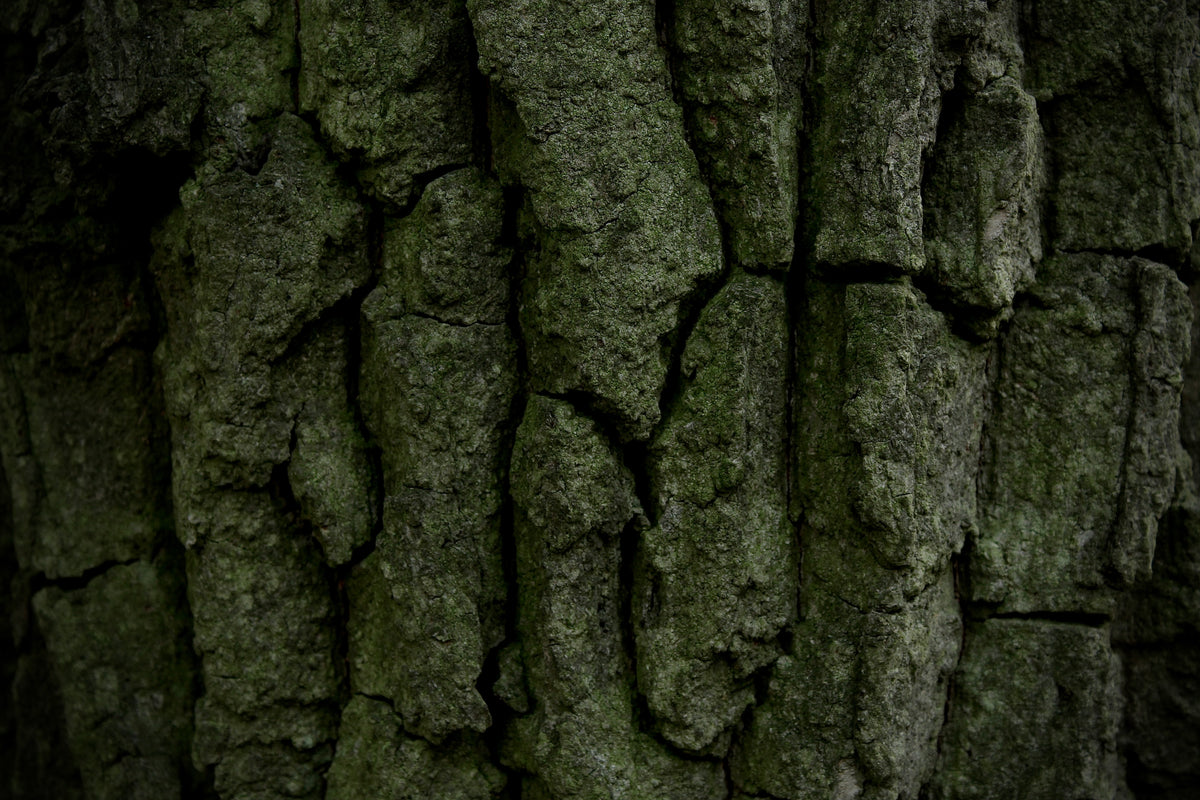 Picture of a wood bark 
